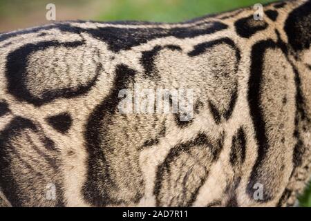 TRÜBTER LEOPARD Neofelis nebulosa kryptisches Muster Mantel Muster Beihilfe Tarnung unter asiatischen Waldbäumen, auf einem lebenden Tier. Stockfoto