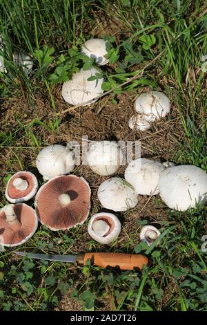 Wiesenchampignon, Feld Pilz, Agaricus campestris, Pilz des Jahres 2018 Stockfoto