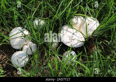 Wiesenchampignon, Feld Pilz, Agaricus campestris, Pilz des Jahres 2018 Stockfoto