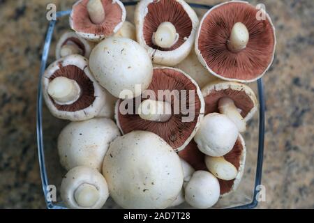 Wiesenchampignon, Feld Pilz, Agaricus campestris, Pilz des Jahres 2018 Stockfoto