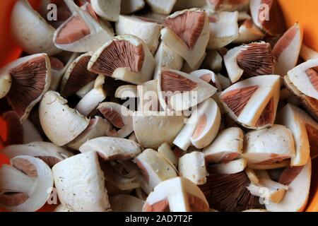 Mushroom dish Wiese pilze, pilz, Agaricus campestris, Pilz des Jahres 2018 Stockfoto