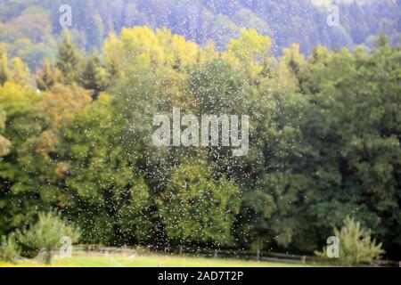 Schwarm von fliegenden Ameisen während der Hochzeit Flug, Paarung geflügelten Ameisen formicidae Stockfoto