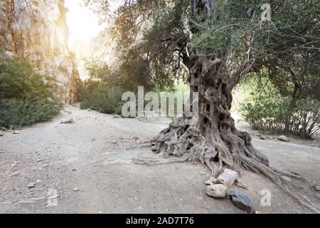 Olivenbaum in die agiofarango Schlucht, Kreta, Griechenland Stockfoto