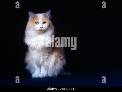 Ingwer weiße Katze isoliert über schwarzen Hintergrund. Stockfoto