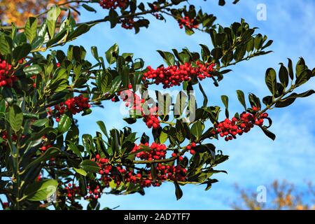 Rowan Zweig mit einem Bündel rote reife Beeren. Stockfoto