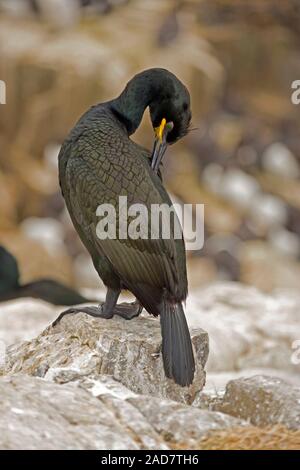 SHAG (Phalacrocorax aristotelis). Präening. Pflege und Wartung der Federn. Aufrechte Haltung an Land, aufschlussreiche Anpassungen von Tauchvogeln. Farne Inseln. Stockfoto