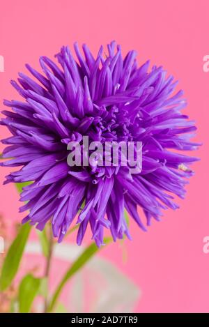 Nahaufnahme der Blüte Aster auf rosa Hintergrund. Stockfoto