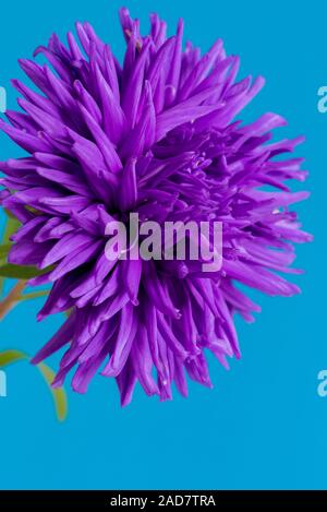 Nahaufnahme der Blüte Aster auf blauem Hintergrund. Stockfoto