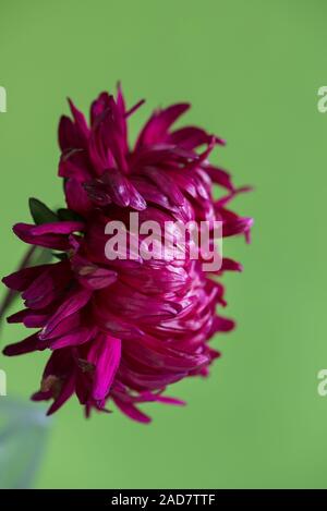 Nahaufnahme der Blüte Aster auf grünem Hintergrund. Stockfoto