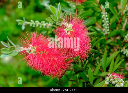 Pflanze mit roten Blumen Callistemon bottlebrush Stockfoto