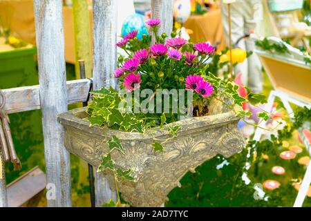 Ein kleines Büschel der Lila Rosa ite Lila zentriert African Daisy Osteospermum Stockfoto