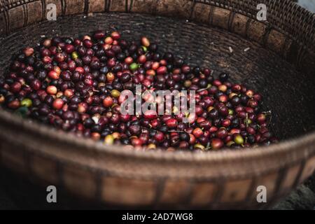 Luwak Kaffee, Ubud, Bali, Indonesien Stockfoto