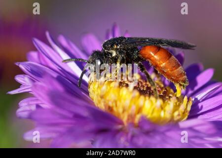 Big Blut bee Stockfoto