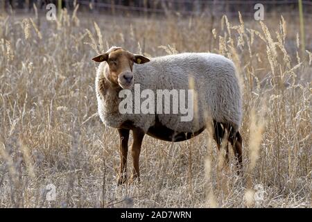 Coburger Fuchs Schafe Stockfoto