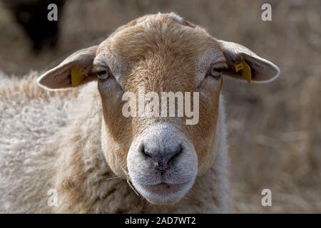 Coburger Fuchs Schafe Stockfoto