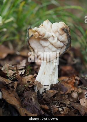 Weiß Sattel, elfenhaften Sattel, Helvella crispa, Stockfoto