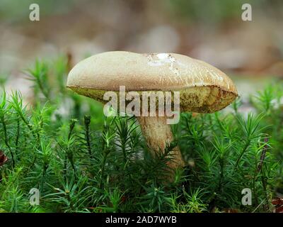 Velours bolete, gelb-bolete, Stockfoto