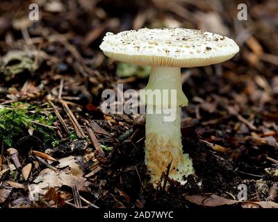 Falsche deathcap Pilz, Citron amanita, Stockfoto