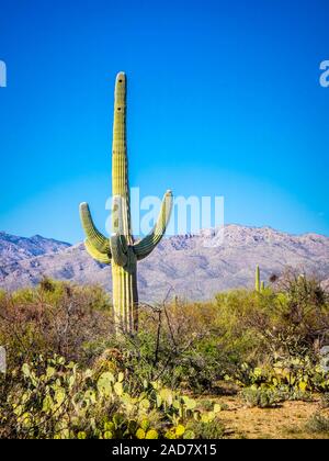 Ein langes, schlankes Saguaro Kaktus im Saguaro National Park, Arizona Stockfoto