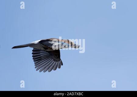 Europäische jay Stockfoto