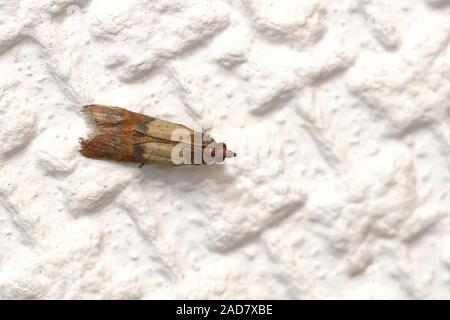 Indianmeal moth Stockfoto