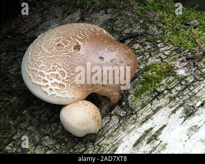 Birch polypore, birke Halterung, Rasiermesser Strop Stockfoto