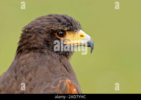 Harris hawk Stockfoto