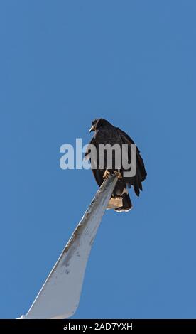 Junge schwarze accipitriformes sitzt auf einem Rotorblatt einer Windmühle, Yucatan, Mexiko Stockfoto