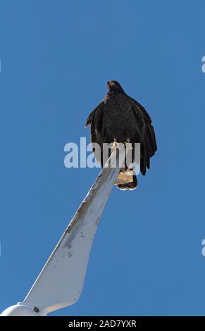 Junge schwarze accipitriformes sitzt auf einem Rotorblatt einer Windmühle, Yucatan, Mexiko Stockfoto