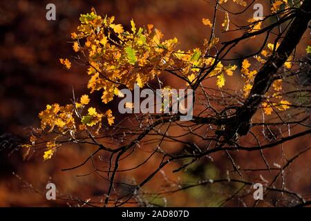 Eiche im Herbst Stockfoto