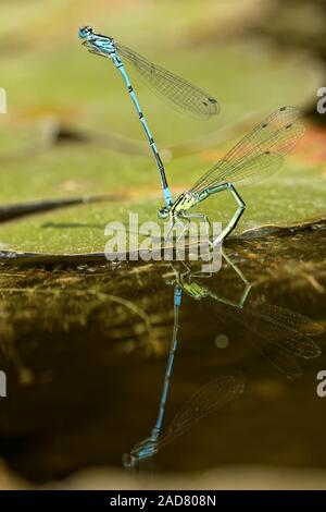 Blue-tailed damselfly Paarung Stockfoto