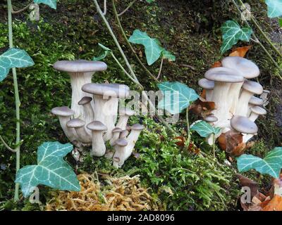 Austernpilz, Pleurotus ostreatus Stockfoto