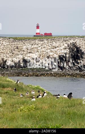 Papageitaucher (Fratercula arctica) im Vordergrund. Longstone Island Lighthouse, im Hintergrund. Farne Islands, Northumberland. Juni. Stockfoto