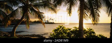 Palmen an der Küste, die Kohala Küste, Big Island, Hawaii, USA Stockfoto