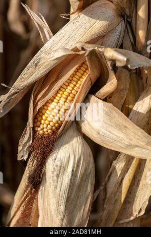 Gereifte Feld Mais, Herbst, Indiana, USA, von James D Coppinger/Dembinsky Foto Assoc Stockfoto
