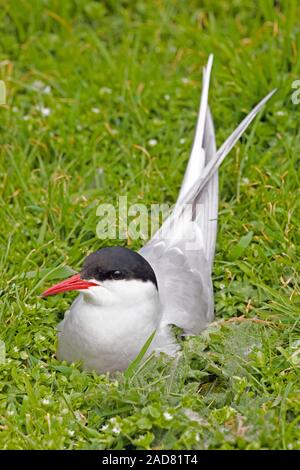 Küstenseeschwalbe (Sterna Paradisaea). Das Sitzen auf dem Nest. Farne Islands, Northumberland. Juni. Stockfoto