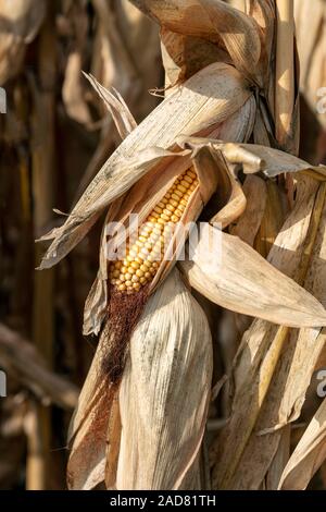 Gereifte Feld Mais, Herbst, Indiana, USA, von James D Coppinger/Dembinsky Foto Assoc Stockfoto