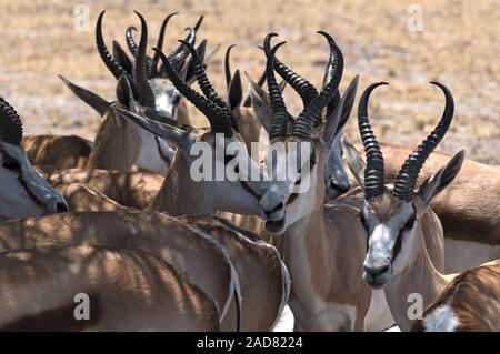 Eine Gruppe von männlichen Impala Antilopen Aepyceros melampus im Nxai Pan National Park, Botswana Stockfoto