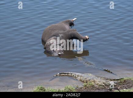 Tote Elefant mit Krokodilen in der chobe River, Botswana Stockfoto