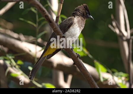 Eine dunkle bedeckte Bulbul sitzt auf einem Ast, Botswana Stockfoto