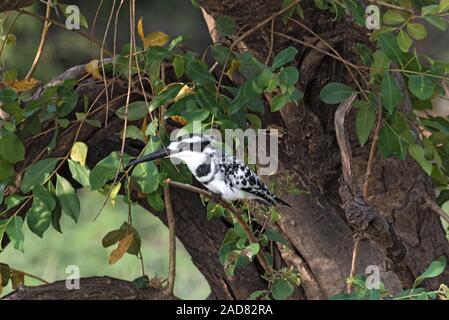 Pied Kingfisher thront auf einem Ast sitzt, Botswana Stockfoto