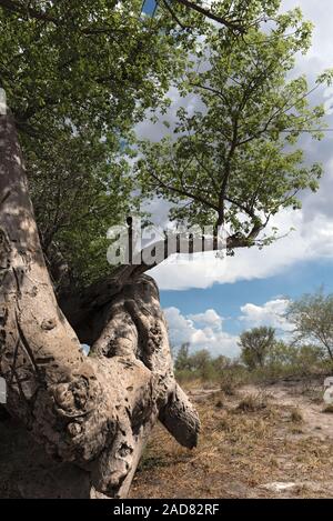 Alte kaputte Baobab Baum zwischen Tsumkwe und Khaudum Nationalpark im Norden Namibias Stockfoto