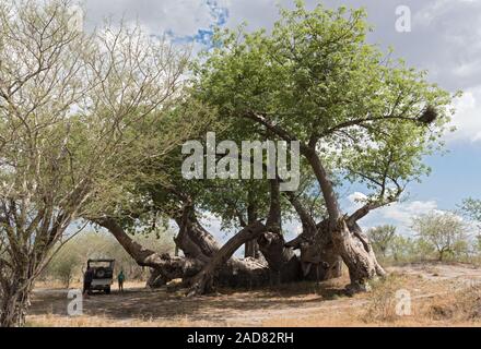 Alte kaputte Baobab Baum zwischen Tsumkwe und Khaudum Nationalpark im Norden Namibias Stockfoto