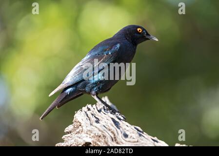 Kap glossy Starling (Lamprotornis nitens) auf eine Niederlassung in Namibia Stockfoto