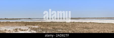 Panoramablick von der Nwetwe, Makgadikgadi Pan in Botsuana Stockfoto