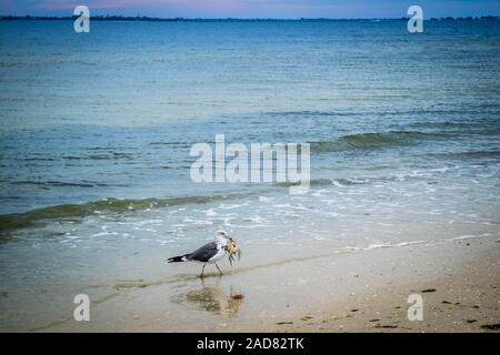 Ein Gull-mantelmöwe Bummeln in Fort Myers, Florida Stockfoto