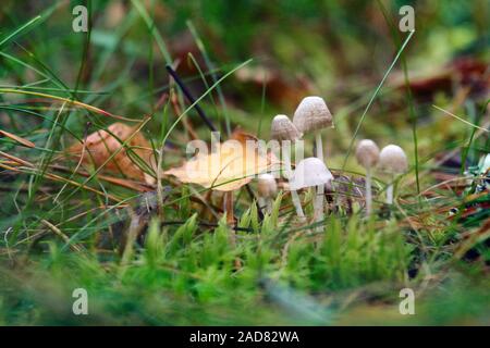 Kleine anmutige Pilze im Gras und gelb Blatt von Aspen Stockfoto