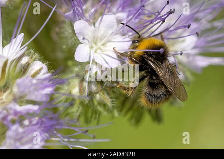 Hummel auf Lacy phacelia Stockfoto