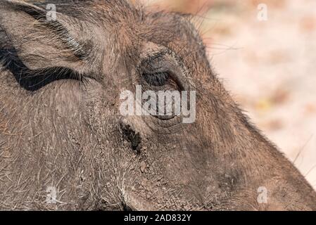 Gemeinsame Warzenschwein, close-up der Tiere in der Natur Lebensraum der Chobe National Park, Botswana Stockfoto
