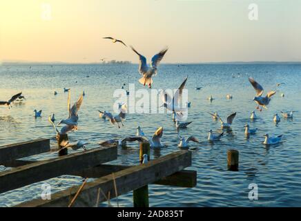 Möwen fliegen über das Steinhuder Meer oder See Steinhuder Meer, Niedersachsen, Deutschland, nordwestlich von Hannover. Stockfoto